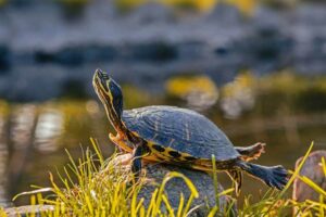 Yellow Bellied Turtle Habitat: How to Setup an Indoor Enclosure?