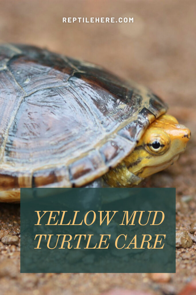 Yellow Mud Turtle Care