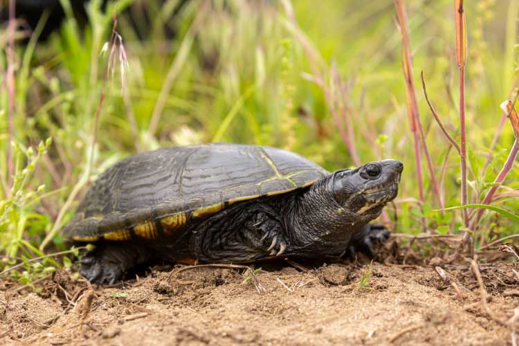 Yellow Mud Turtle Care: Everything That You Need To Know
