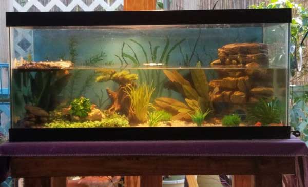 Yellowbelly turtle tanks