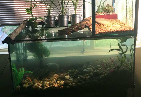 a mud turtle tank setup