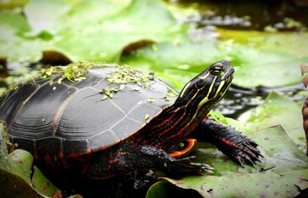 a painted turtle habitat