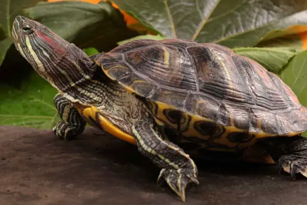 a red-eared slider turtle into the wild