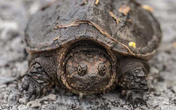 baby common snapping turtle