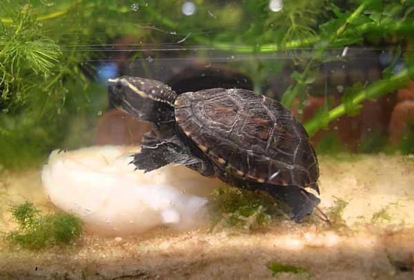 baby mud turtle