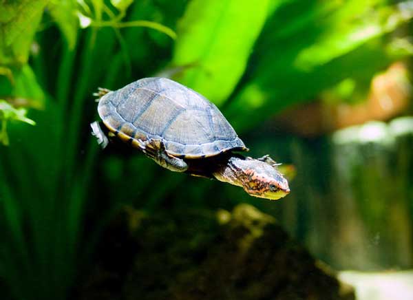 mud turtle tank