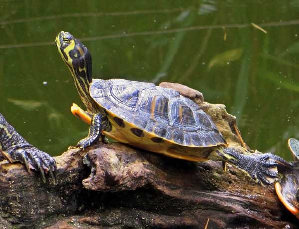 yellow belly turtle habitat