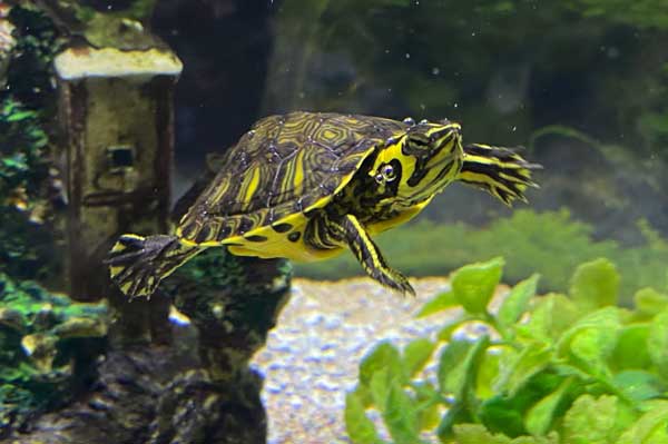yellowbelly turtle tank