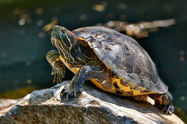 Animal parks can help you get rid of your slider