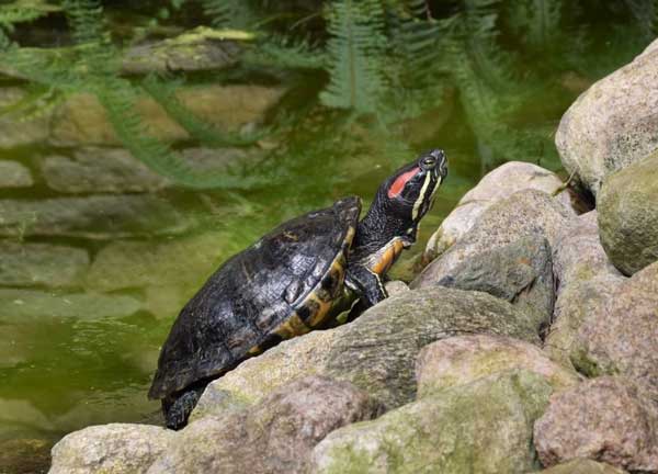 Can I release my red-eared slider into the wild