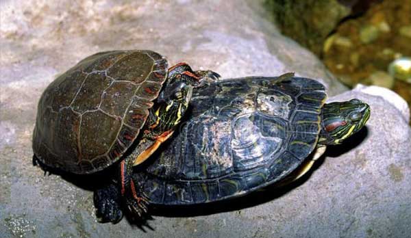 Can a painted turtle live with a red-eared slider