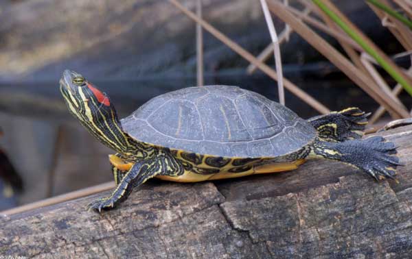 Can a red-eared slider have yellow ears