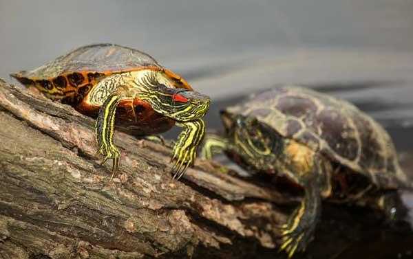 Can red-eared sliders and yellow-belly sliders live together