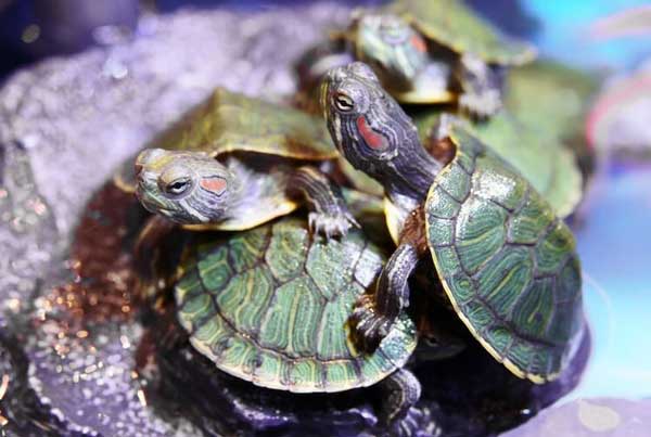 Can red-eared sliders survive in cold water