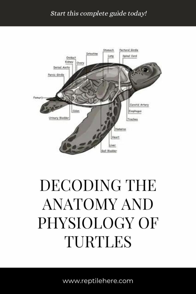 Decoding the Anatomy and Physiology of Turtles
