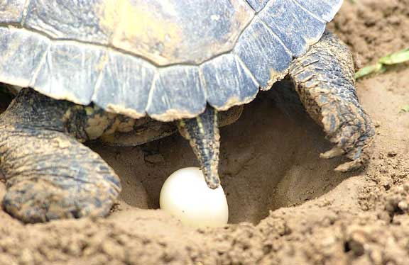 Do red-eared sliders stay with their eggs after laying them