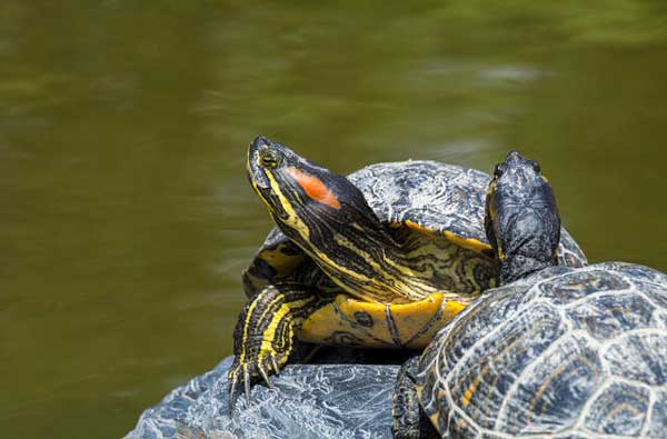 Everything you need to know about red-eared slider eggs