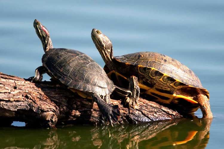 How Fast Does A Red-Eared Slider Grow?