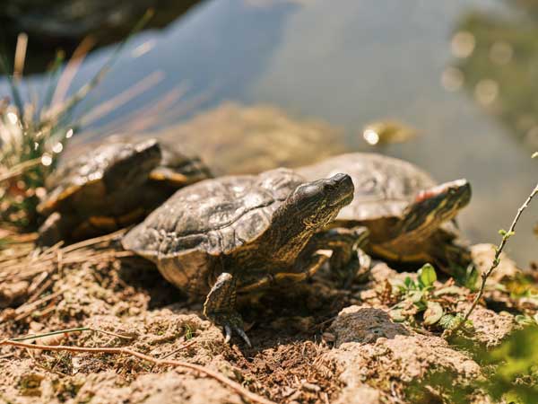 How fast does a red-eared slider grow