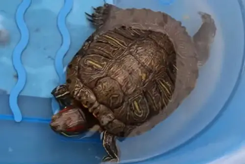 How Often Do Red-Eared Slider Turtles Poop