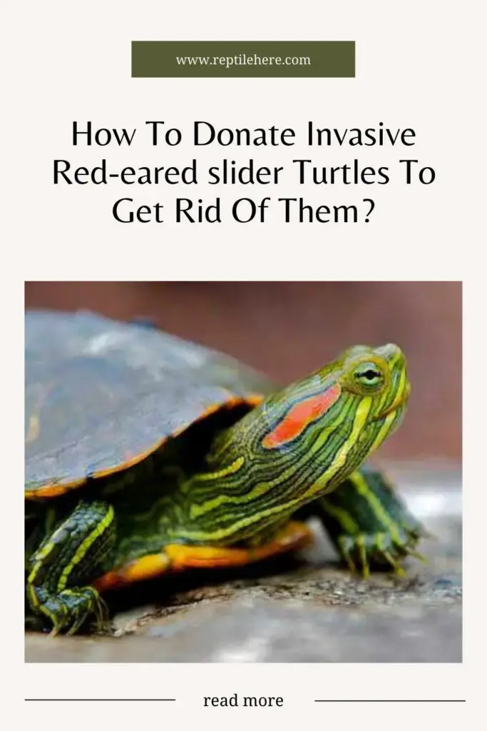 How To Donate Invasive Red-eared slider Turtles To Get Rid Of Them