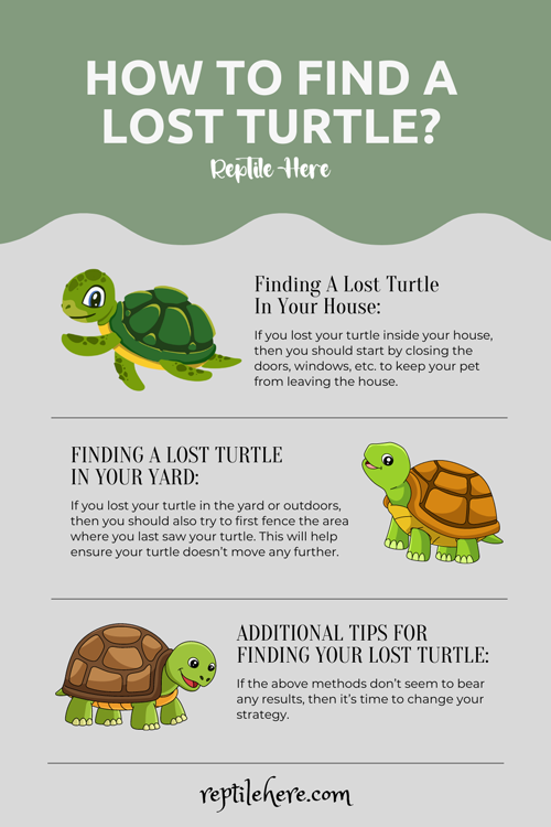 How to find a lost turtle