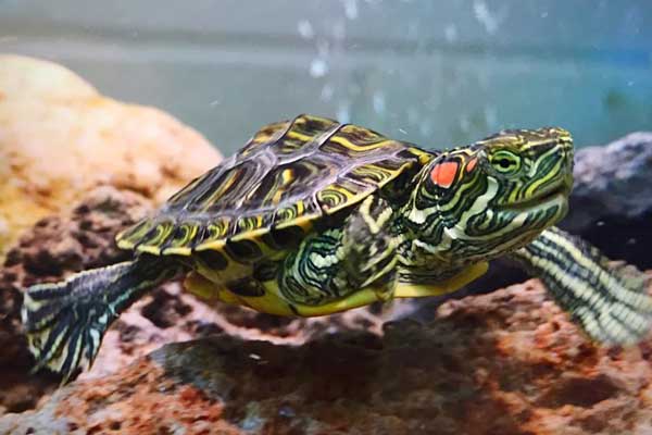 How do you know if my red-eared slider shell is healthy