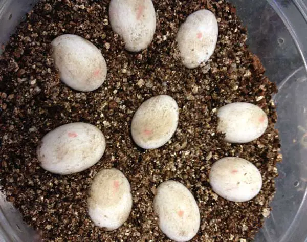 How do you take care of red-eared slider turtle eggs