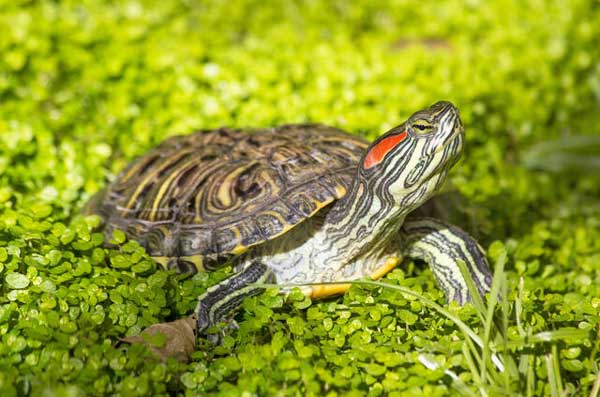 How many eggs do red-eared sliders lay