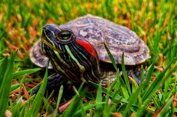 How to ensure healthy growth of your pet turtle