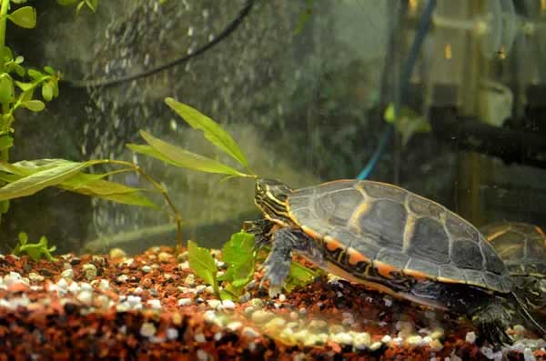 Line up the tank bottom with a substrate