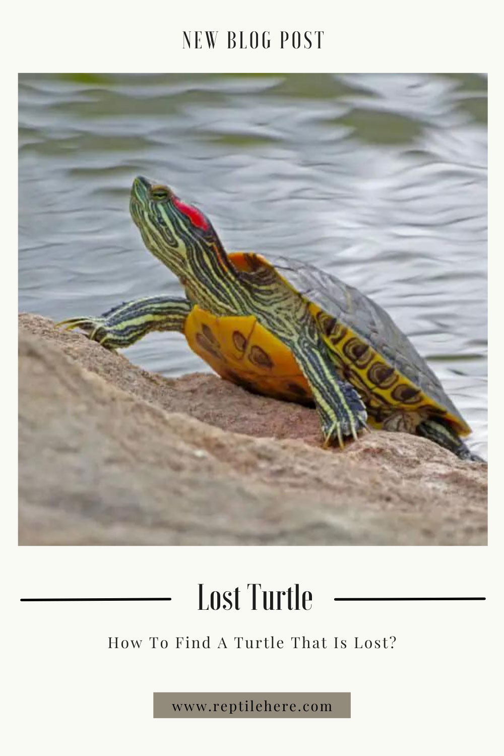 Lost Turtle How To Find A Turtle That Is Lost?
