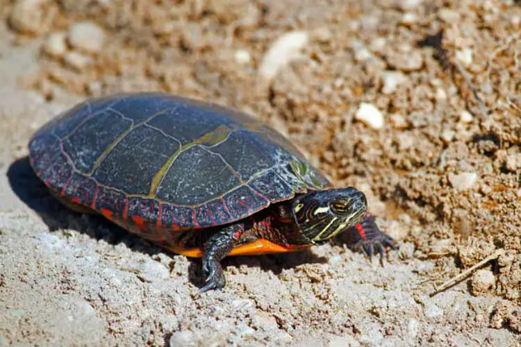 Lost Turtle: How To Find A Turtle That Is Lost?