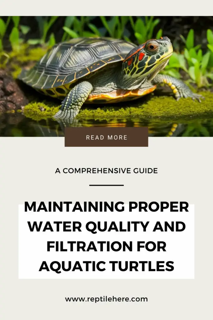 Maintaining Proper Water Quality and Filtration for Aquatic Turtles