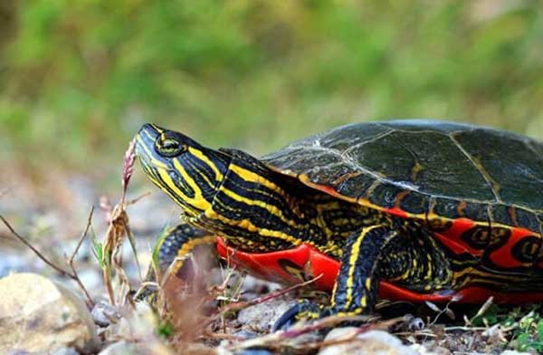 Painted Turtle Diet