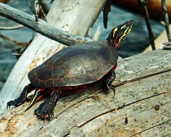 Painted Turtle Physical attributes