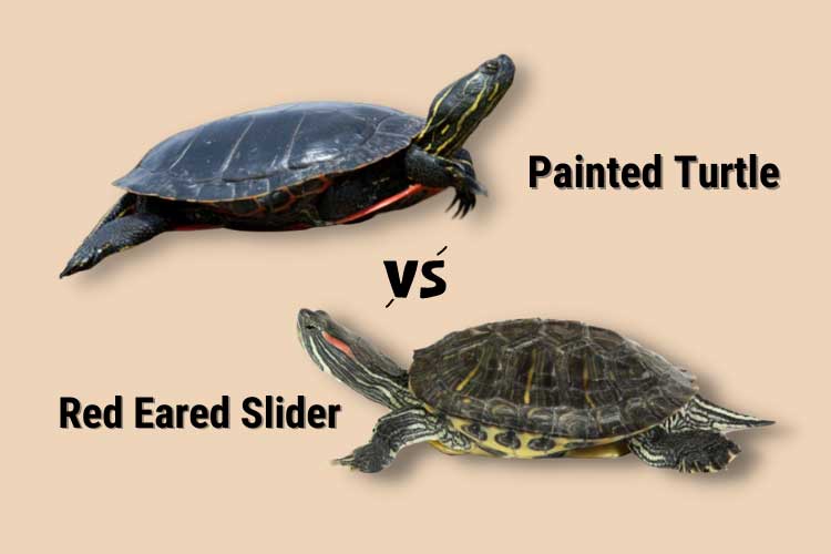 Painted Turtle Vs Red Eared Slider