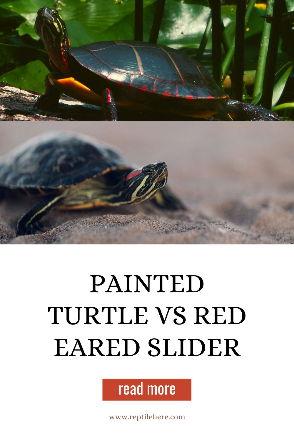 Painted Turtle Vs Red Eared Slider