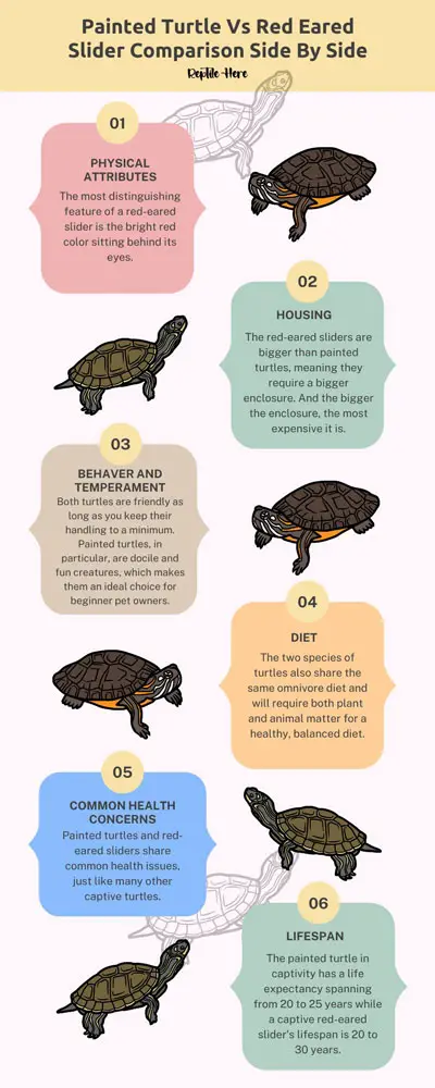 Painted Turtle Vs Red Eared Slider Comparison Side By Side