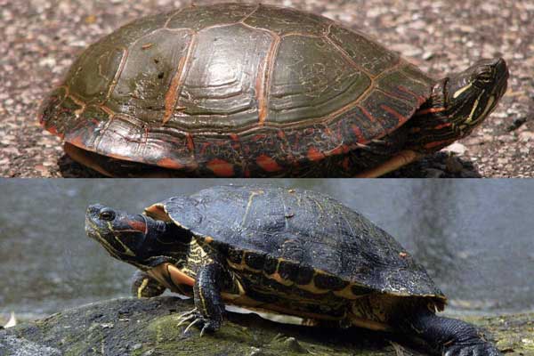 Painted turtle vs red eared slider comparison side by side