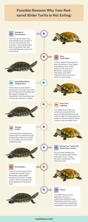 Possible reasons why your red-eared slider turtle is not eating