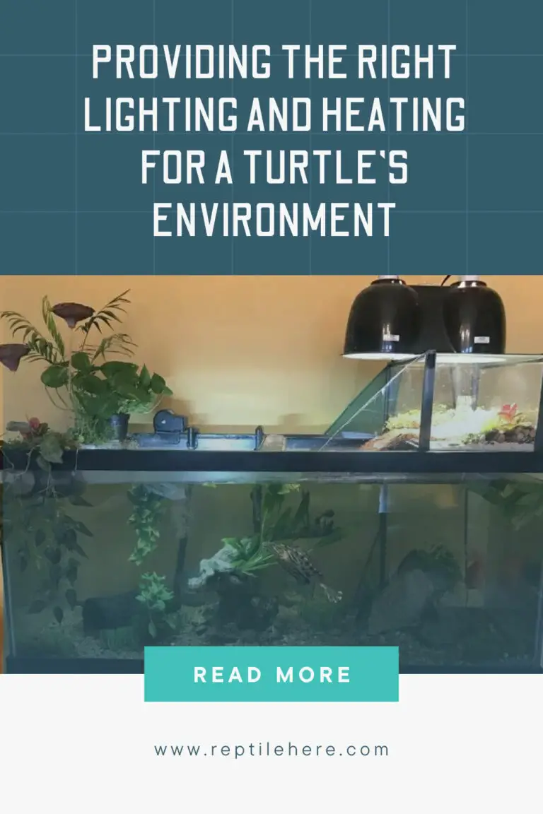 Providing the Right Lighting and Heating for a Turtle's Environment
