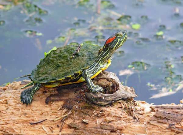 Red-Eared Slider Growth Chart
