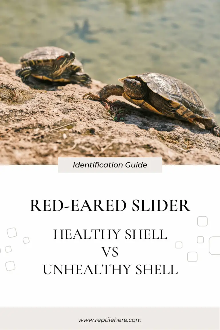 Red-Eared Slider Healthy Shell Vs Unhealthy Shell: Identification Guide