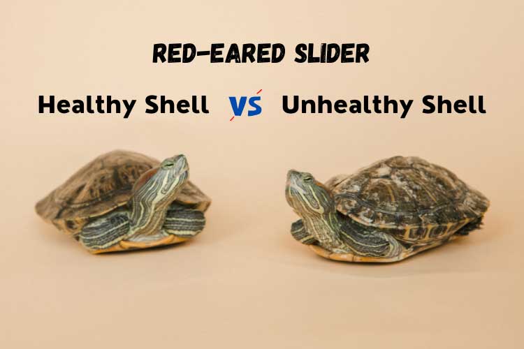 Red-Eared Slider Healthy Shell Vs Unhealthy Shell