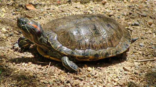 Red-Eared Slider Illness