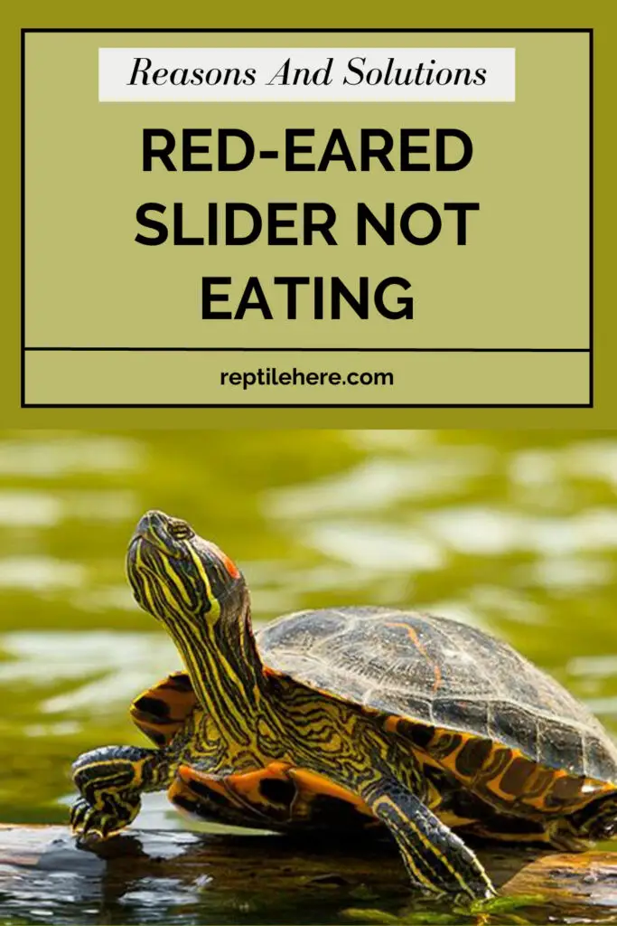 Red-Eared Slider Not Eating