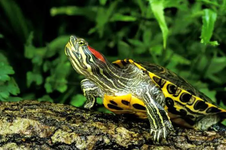 Red-Eared Slider Not Eating: Reasons And Solutions