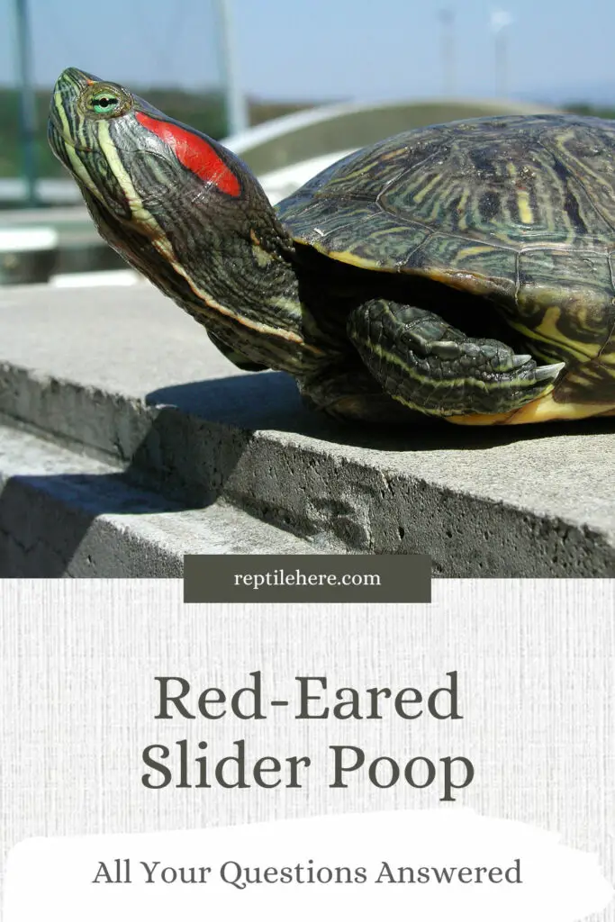 Red-Eared Slider Poop