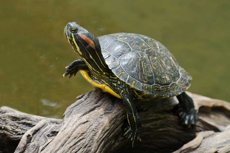Red-Eared Slider Poop: All Your Questions Answered